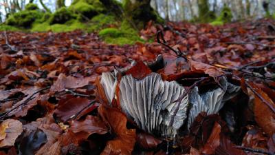 Mushroom foraging in the Ultzama Valley: 